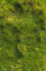 Natural green grass in the park