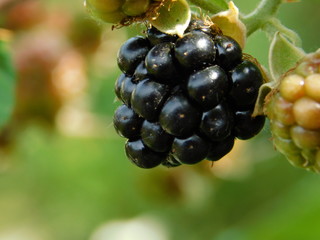 L'automne, c'est la saison des mûres !