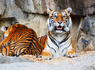 Fototapeta na wymiar portrait of tigers in indian forest