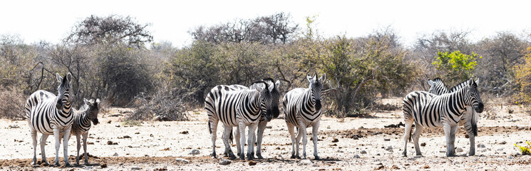 Fototapeta na wymiar Troupeau de zèbres au parc national d'etosha en Namibie, Afrique