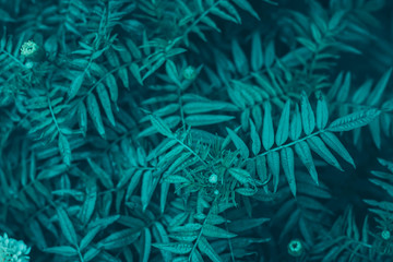 Naklejka na ściany i meble Tropical leaves, blue-green leaves, natural leaves