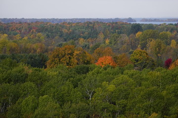 Beautiful Captivating  Autumn Forest Scenery 