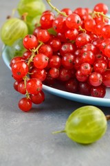 berries of red currant on green background