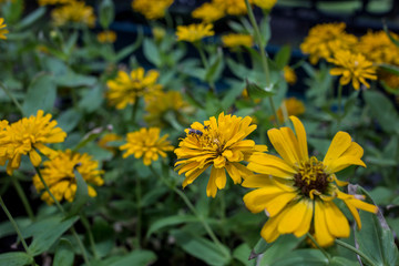 Honey bee from yellow flower.