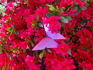 Purple paper origami butterfly on a real bright pink flower azalea Rhododendron.