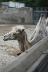 Young bactrian camel