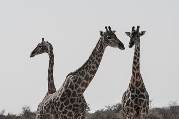 Girafes au parc national d'etosha en Namibie, Afrique