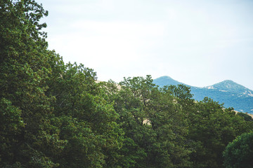 Fototapeta na wymiar green trees in the mountain