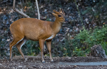 Barking Deer drinking water