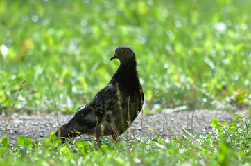 Dove stay at city park, green grass at background