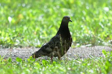 Dove stepping in city park, green grass at background