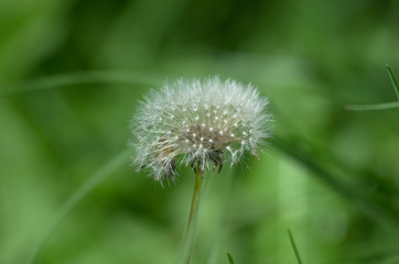 Blooming white dandelion on a leafs and grass in background