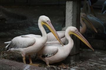 Large pink pelicans