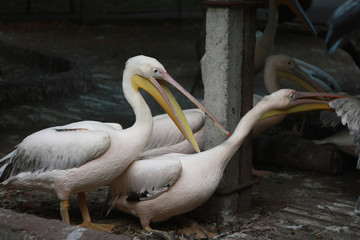 Large pink pelicans