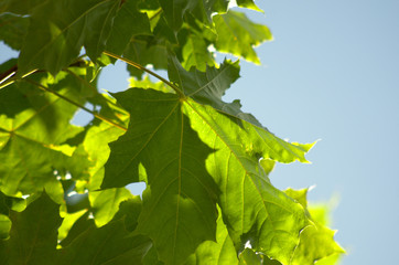 Maple leaves in backlight sunlight, macro photo maple yellow green leafs at blue sky