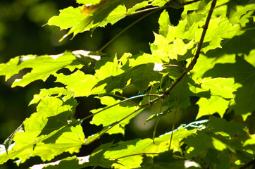 Maple leaves in backlight sunlight, macro photo maple yellow green leafs with sun rays