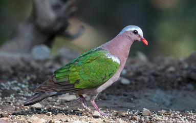 Emerald Dove at Sattal