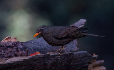 Gyer WInged Black Bird