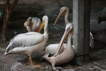 Large pink pelicans