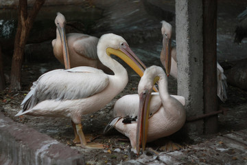Large pink pelicans