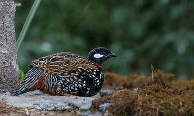 Black Francolin Male at Satal