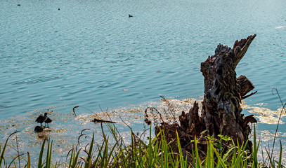 lake scenery in Posta Fibreno nature reserve in the Italian region Lazio in late summer