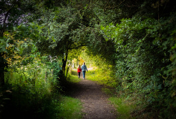 Fototapeta premium Walk in the woods
