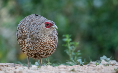 Khaleej Pheasant portrait shoot at Sattal