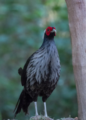 Khaleej Pheasant portrait shoot at Sattal