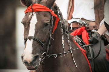 A Bay horse with a rider in the saddle dressed in the style of pirates of the Caribbean at a...