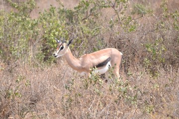 impala in africa