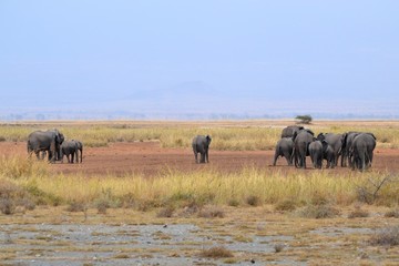 Fototapeta na wymiar Wild African elephants