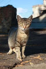 Grey tabby kitten in the park