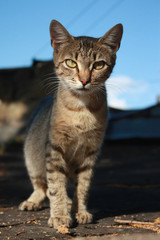 Grey tabby kitten in the park