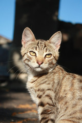 Grey tabby kitten in the park