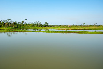 Tambaqui and Pacu (Serrasalmus) Fish ponds in Yapacani, Bolivia