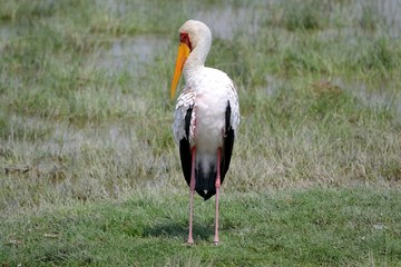 white stork