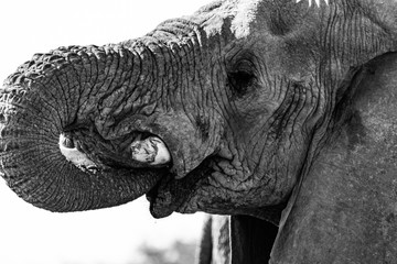 Éléphant au parc national d'etosha en Namibie, Afrique