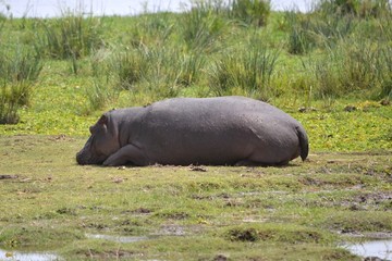 hippopotamus in the water