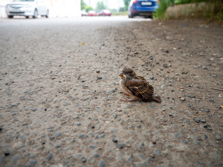 lonely little Sparrow sitting on the asphalt on the background of roads and cars