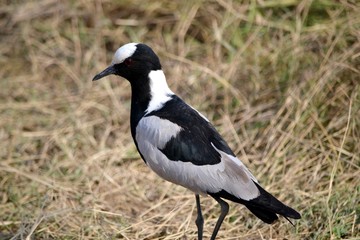 African bird