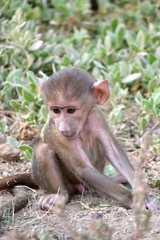 Monkey cub