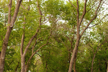 Fototapeta premium Trunks and crowns of young trees in the alley of the city Park