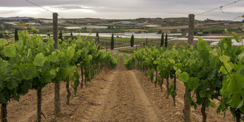 Vinyard