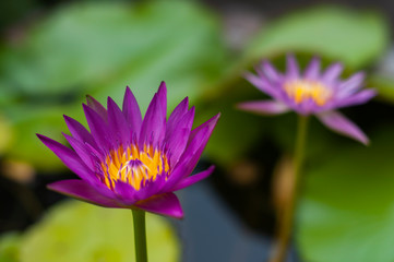 Closeup of the yellow carpel pollen in violet Lotus or water lily flower. Blur background.