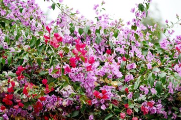 pink flowers in the garden