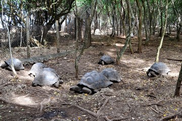 Several large turtles
