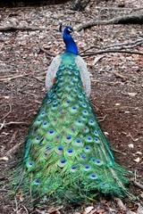 Obraz premium peacock with feathers out