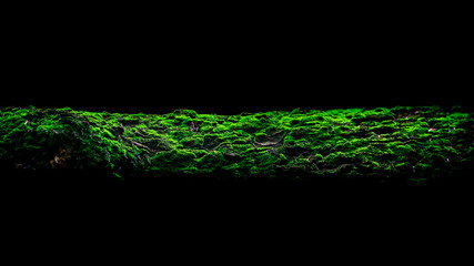 Beautiful bright green moss grown up cover the tree branch in the nature isolated on black background.