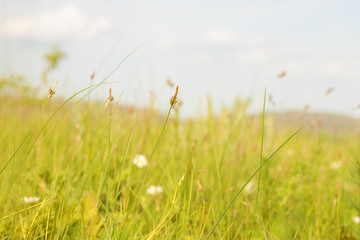 Fototapeta premium Young grass in a meadow on a Sunny spring day. Botanical background. Blank for design